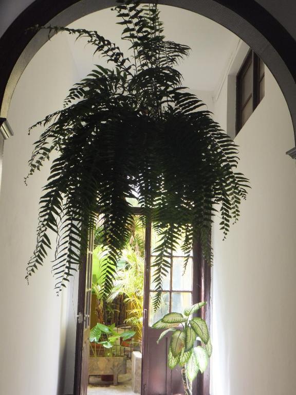 Guest house Casa Colonial Cejas Santa Cruz de Tenerife