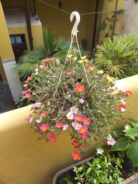 Casa Colonial Cejas Pensión Santa Cruz de Tenerife